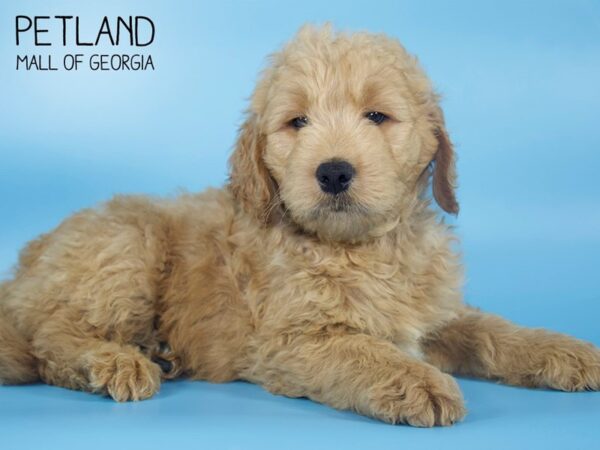 Goldendoodle-DOG-Male-Red-4273-Petland Mall of Georgia