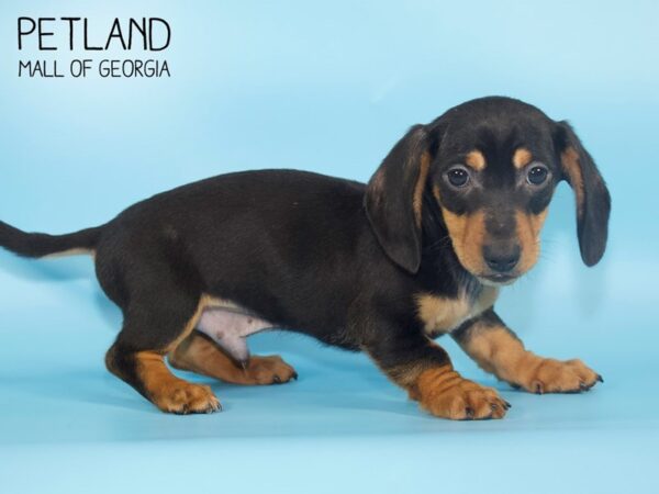 Dachshund DOG Male black tan 4305 Petland Mall of Georgia