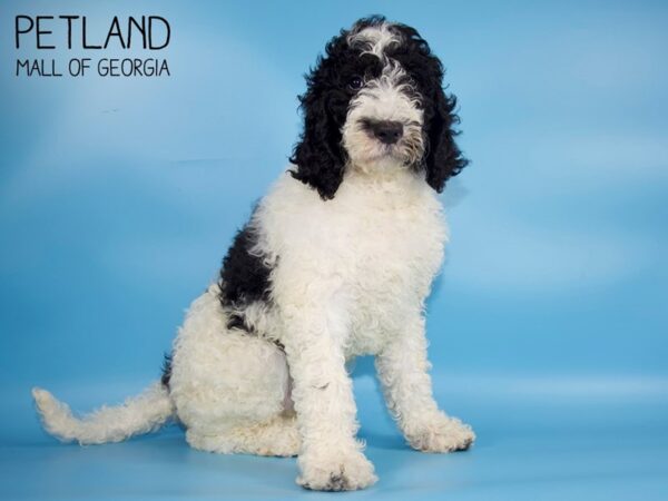 Goldendoodle-DOG-Male-Black White-4300-Petland Mall of Georgia