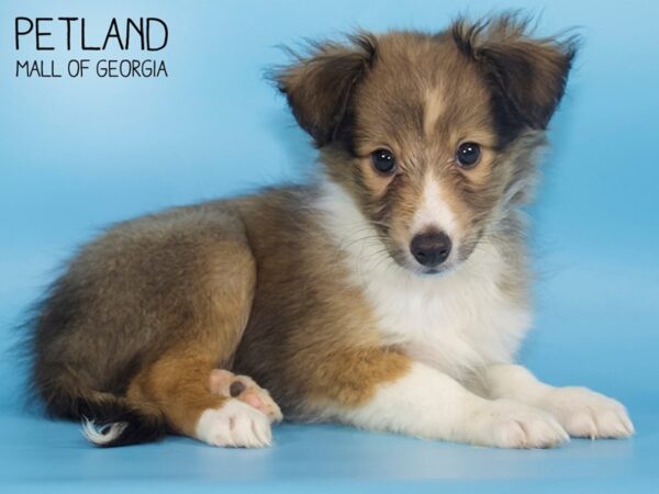 Shetland Sheepdog DOG Male Sable & White 4299 Petland Mall of Georgia