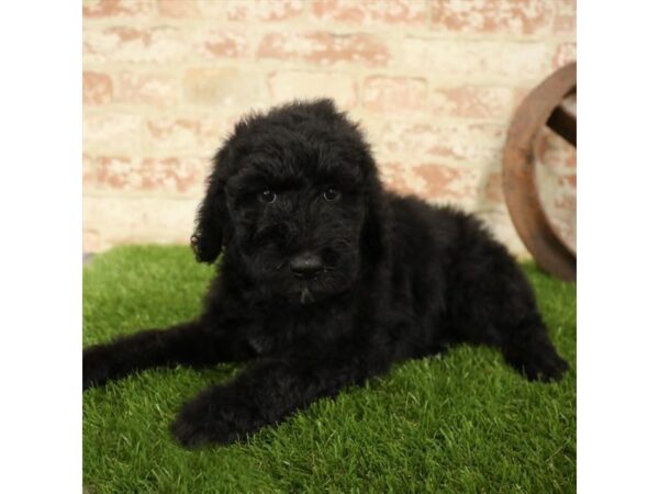 Standard Poodle-DOG-Male-Black-4333-Petland Mall of Georgia