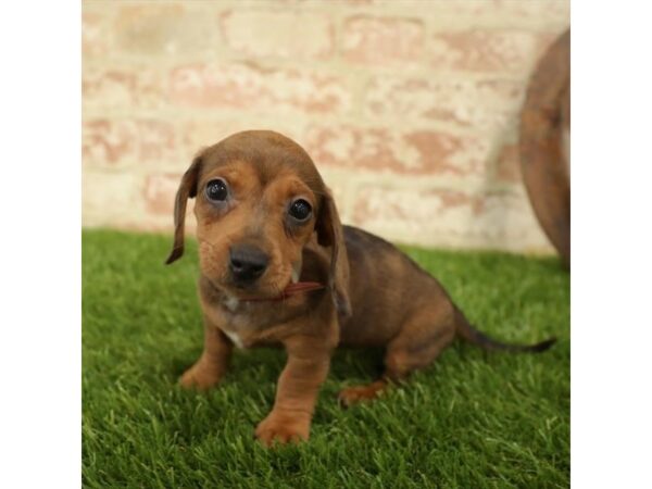 Dachshund DOG Female Red 4334 Petland Mall of Georgia