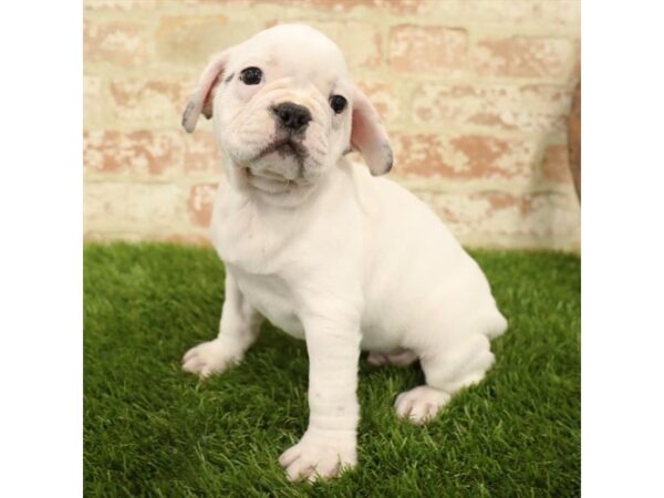 French Bulldog DOG Male White 4336 Petland Mall of Georgia