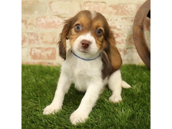 Beagle DOG Female Chocolate / White 4338 Petland Mall of Georgia