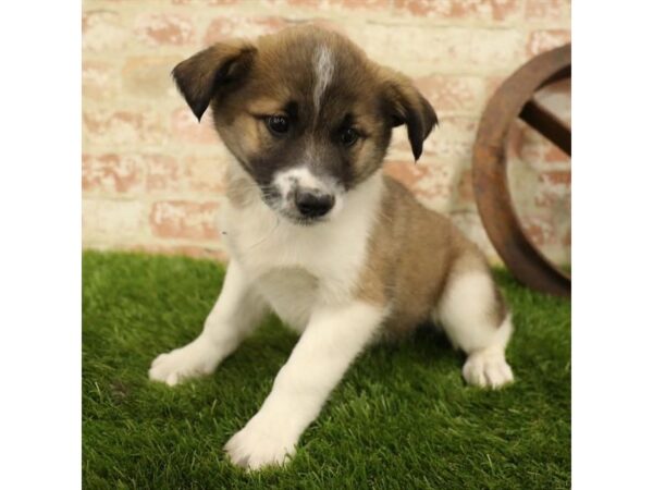 Akita Shepherd-DOG-Male-Sable / White-4342-Petland Mall of Georgia