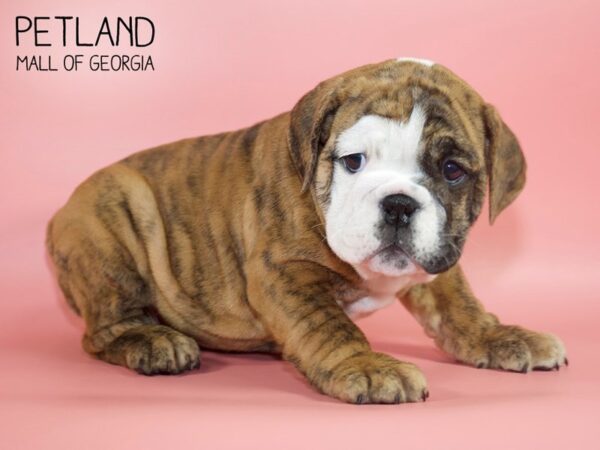 English Bulldog DOG Female Brindle / White 4337 Petland Mall of Georgia