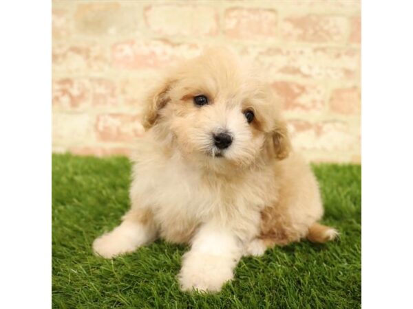 Bichonpoo-DOG-Male-Apricot-4364-Petland Mall of Georgia