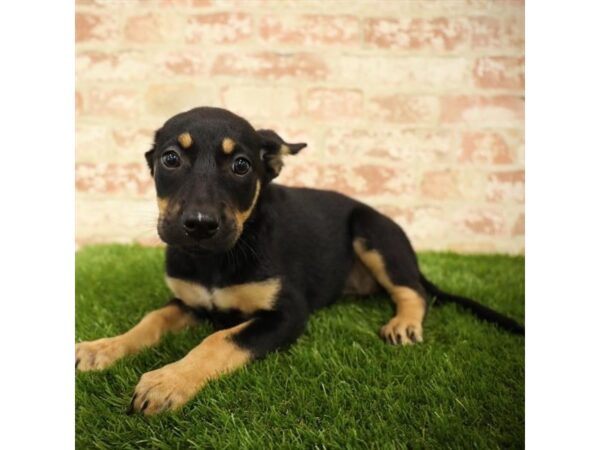 Kelpie-DOG-Female-Black-4366-Petland Mall of Georgia