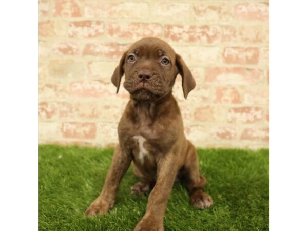 Ultimate Mastiff-DOG-Female-Brindle-4367-Petland Mall of Georgia