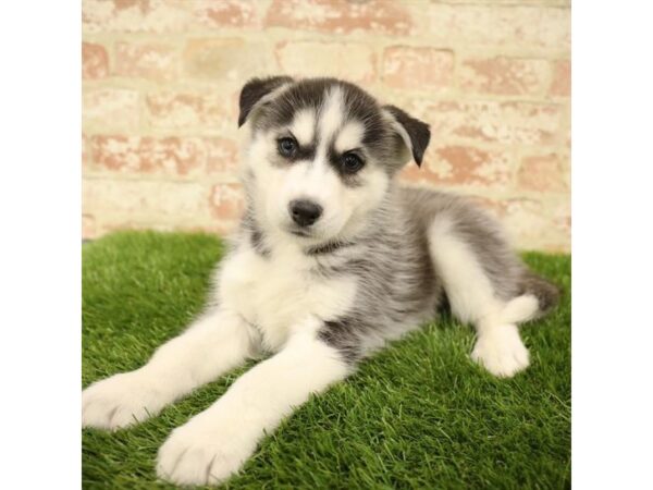 Siberian Husky DOG Male Black / White 4369 Petland Mall of Georgia