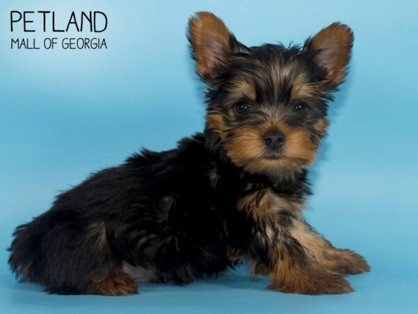 Silky Terrier DOG Male Black / Tan 4355 Petland Mall of Georgia