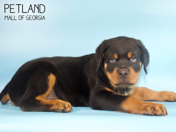 Rottweiler DOG Male Black Tan 4347 Petland Mall of Georgia