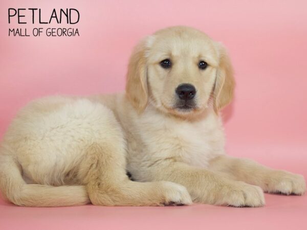 Golden Retriever DOG Female Golden 4346 Petland Mall of Georgia