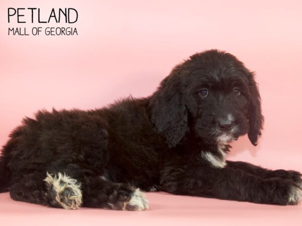 Saint Bernadoodle-DOG-Female-Black-4344-Petland Mall of Georgia