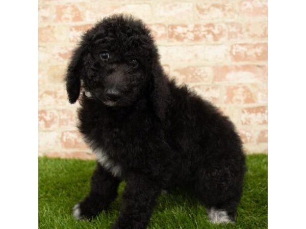 Standard Poodle-DOG-Female-Black-4402-Petland Mall of Georgia