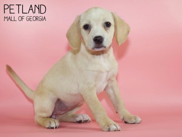 Beagador-DOG-Female-Yellow-4371-Petland Mall of Georgia