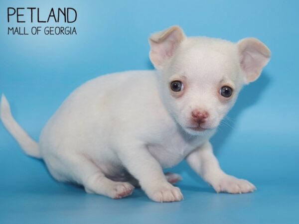 Chihuahua DOG Male cr 4421 Petland Mall of Georgia