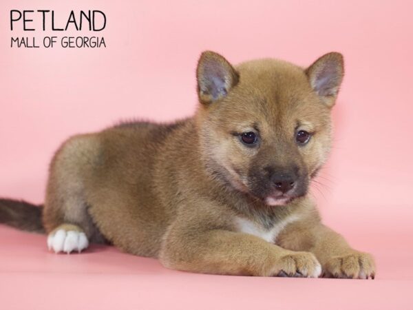 Shiba Inu DOG Female rd sesme 4420 Petland Mall of Georgia