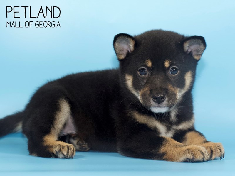 Shiba Inu Puppy blk tn & wh ID:4418 Located at Petland Mall of Georgia