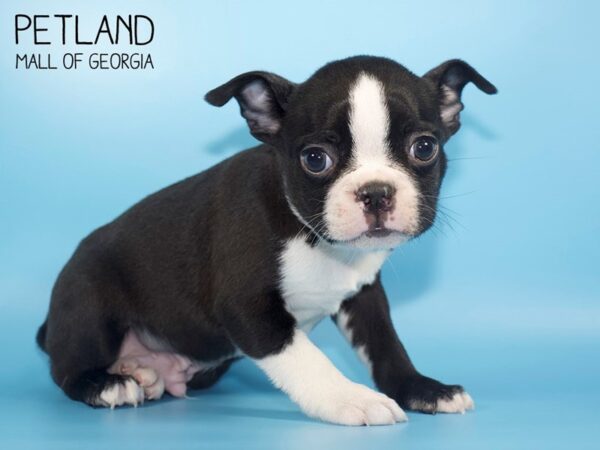 Boston Terrier DOG Male blk & wh 4416 Petland Mall of Georgia