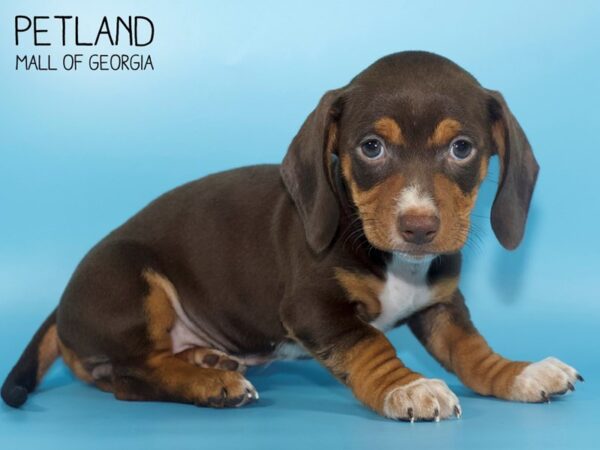 Dachshund DOG Male choc 4396 Petland Mall of Georgia