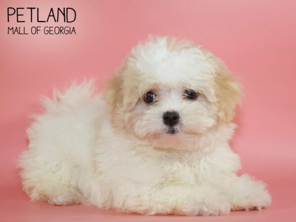 Teddy Bear DOG Female wh & br 4393 Petland Mall of Georgia