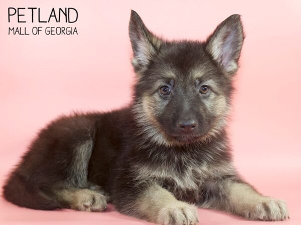 German Shepherd DOG Female Black / Tan 4390 Petland Mall of Georgia