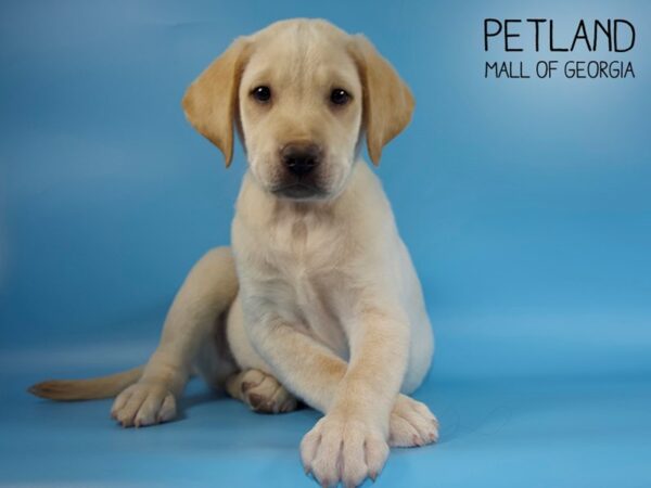 Labrador Retriever DOG Male Yellow 4388 Petland Mall of Georgia