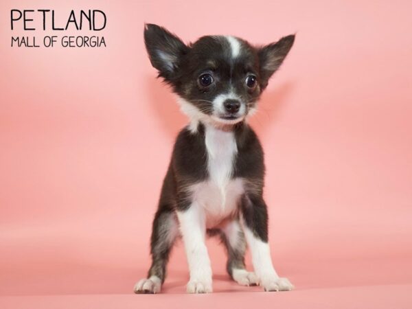 Chihuahua DOG Female blk & wh 4379 Petland Mall of Georgia