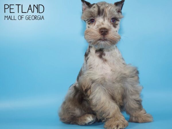 Miniature Schnauzer DOG Male LIVER MERLE 4429 Petland Mall of Georgia