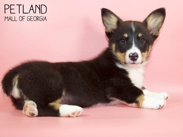 Pembroke Welsh Corgi DOG Female Blk tri 4425 Petland Mall of Georgia