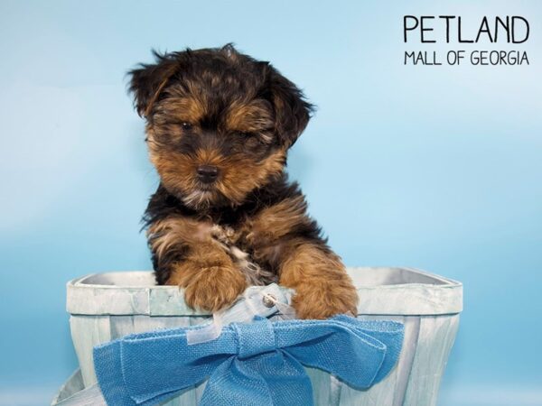 Yorkshire Terrier DOG Male Black / Tan 4399 Petland Mall of Georgia