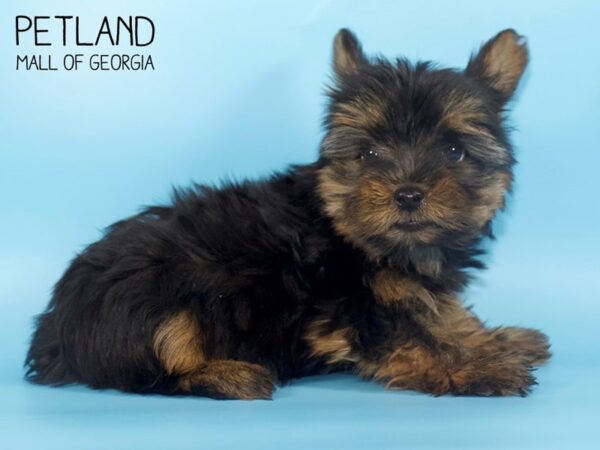 Yorkshire Terrier DOG Male Black / Tan 4394 Petland Mall of Georgia