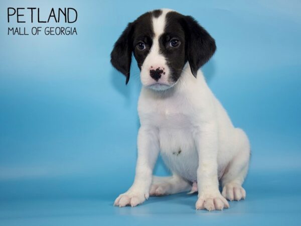 Beagle Coon Hound-DOG-Male-Black White / Tan-4502-Petland Mall of Georgia