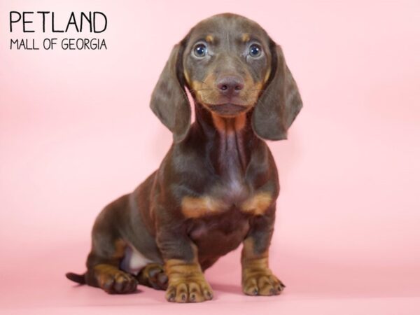 Dachshund DOG Female Chocolate / Tan 4499 Petland Mall of Georgia