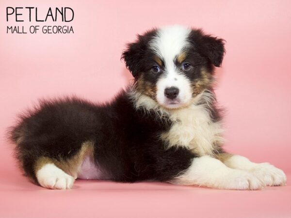 Australian Shepherd DOG Female Black 4497 Petland Mall of Georgia