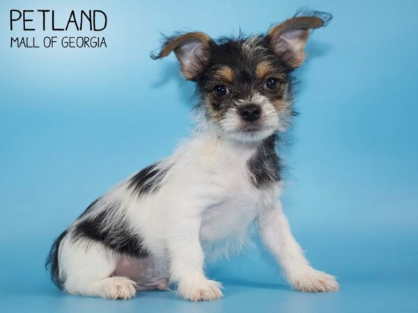 Morkie DOG Male Parti 4492 Petland Mall of Georgia