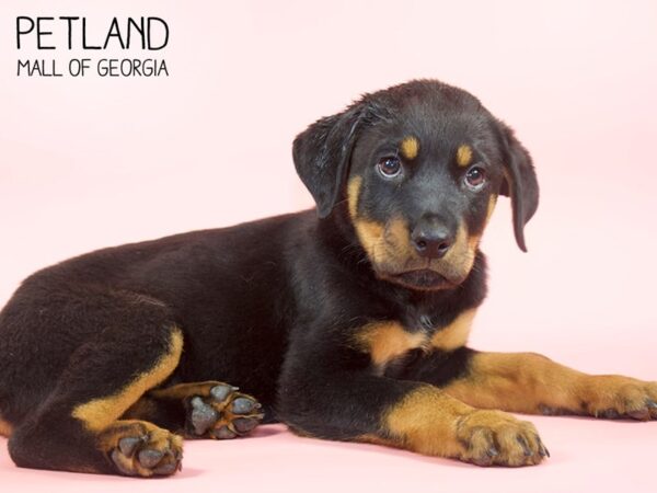 Rottweiler-DOG-Female-Black / Mahogany-4491-Petland Mall of Georgia