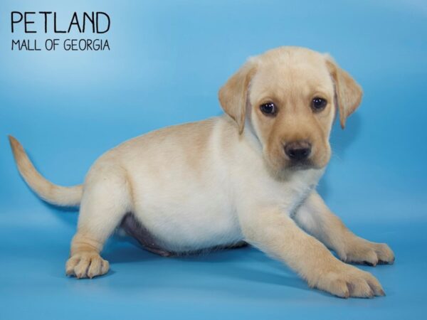 Labrador Retriever DOG Male Yellow 4481 Petland Mall of Georgia