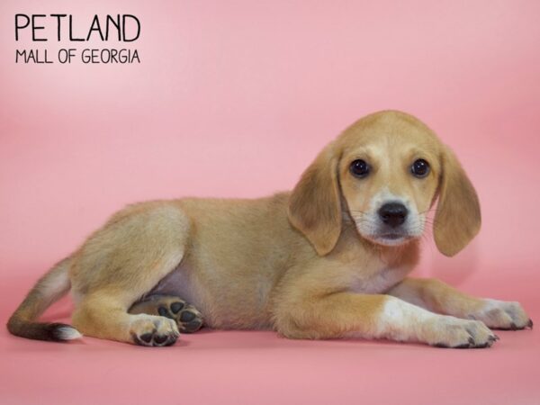 Great Pyrenees Mix-DOG-Female-Apricot / White-4478-Petland Mall of Georgia