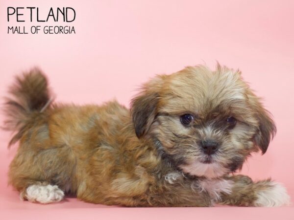 Teddy Bear DOG Female White / Brown 4473 Petland Mall of Georgia