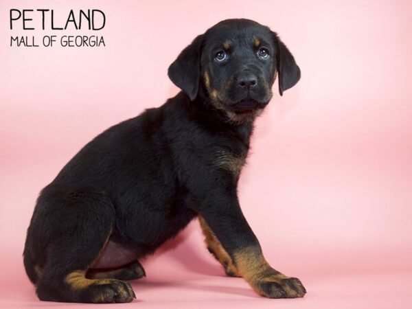 Rottweiler DOG Female Black / Rust 4456 Petland Mall of Georgia