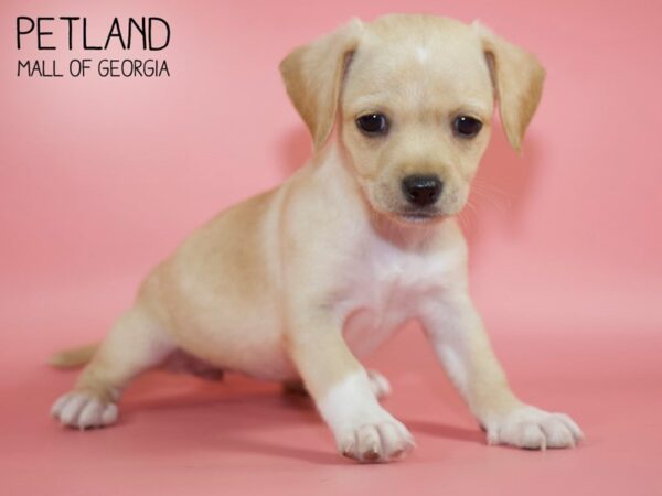 Chihuahua DOG Female Fawn 4531 Petland Mall of Georgia