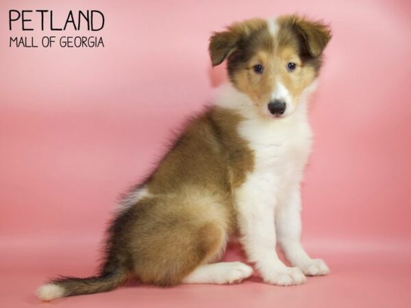 Collie-DOG-Female-Sable / White-4530-Petland Mall of Georgia