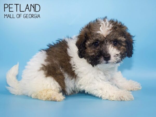 Bichonpoo-DOG-Male-Sable-4528-Petland Mall of Georgia