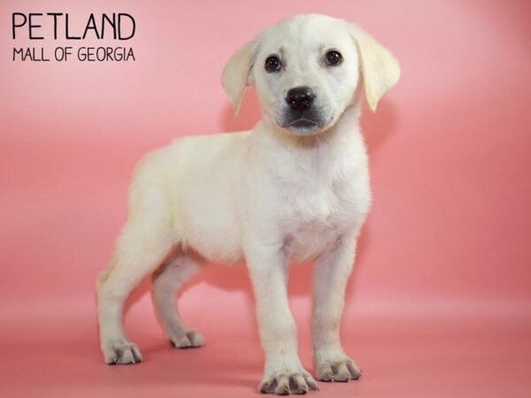 Labrador Retriever DOG Female Yellow 4521 Petland Mall of Georgia