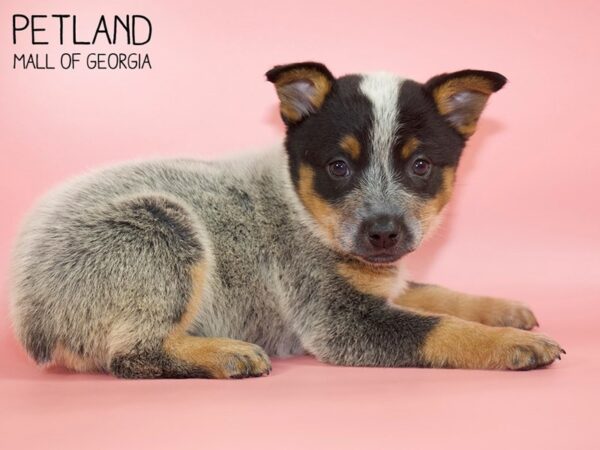 Blue Heeler-DOG-Female-Black / Tan-4520-Petland Mall of Georgia