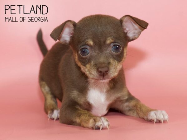 Chihuahua DOG Female Chocolate / Tan 4519 Petland Mall of Georgia