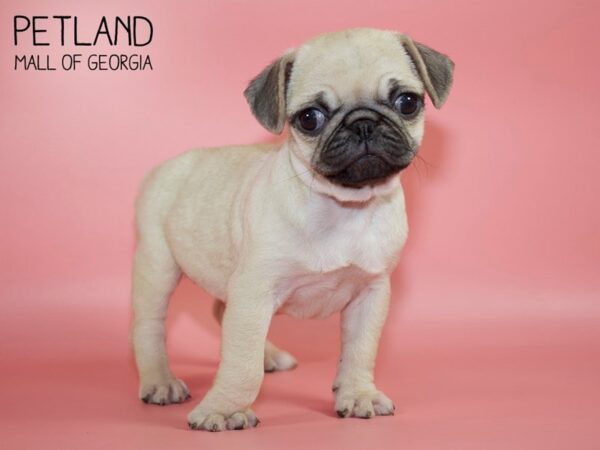 Pug DOG Female Fawn 4515 Petland Mall of Georgia