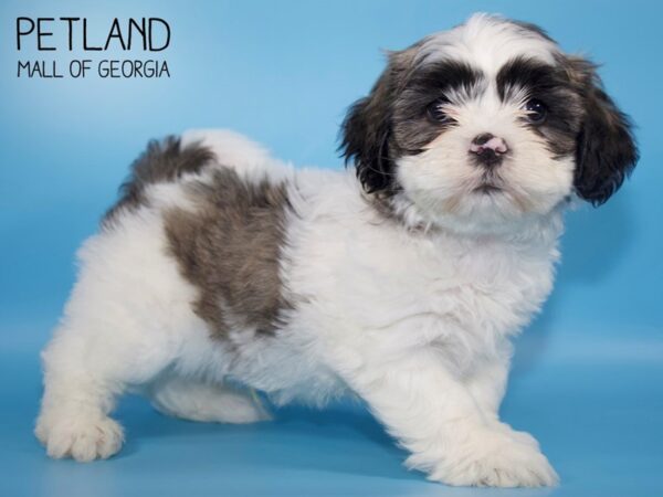 Teddy Bear DOG Male brown white 4513 Petland Mall of Georgia